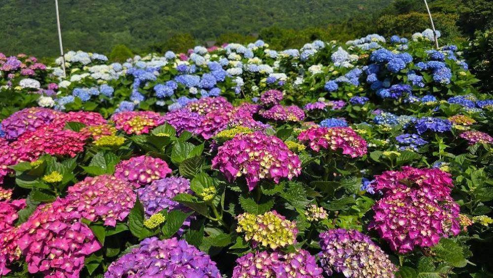 高家绣球花田水尾第二园区
