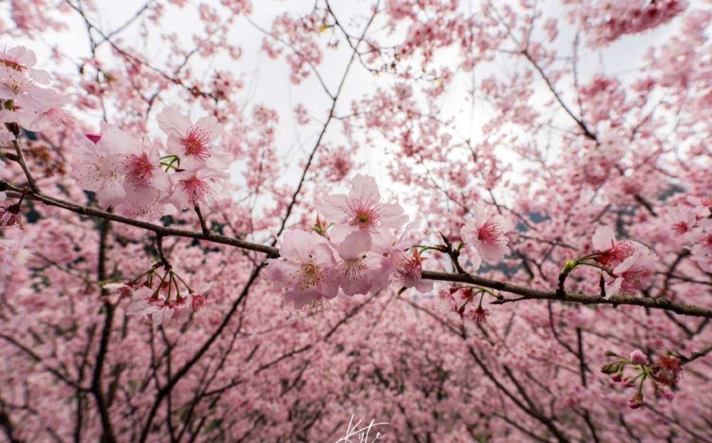 三峡大熊樱花林