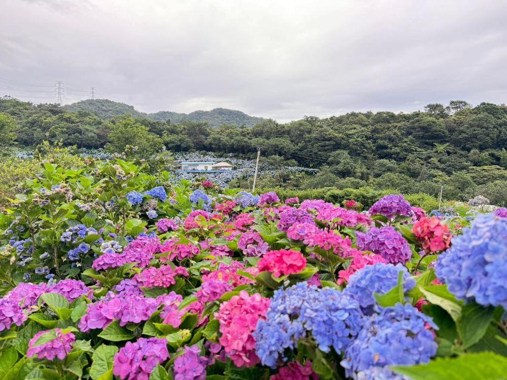 高家绣球花田万里第三园区