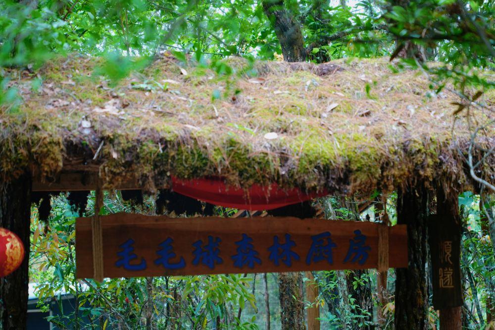 高黎贡山南段西支线毛毛球原始森林