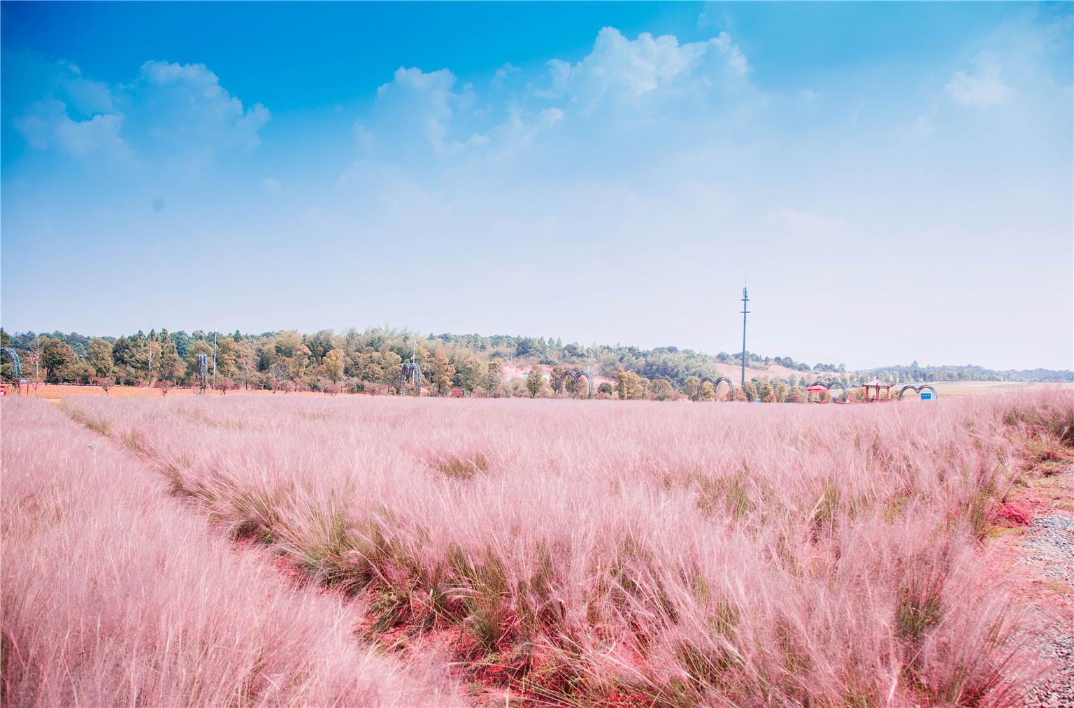 洋沙湖花海营地