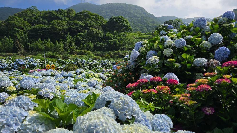 高家绣球花田水尾第二园区