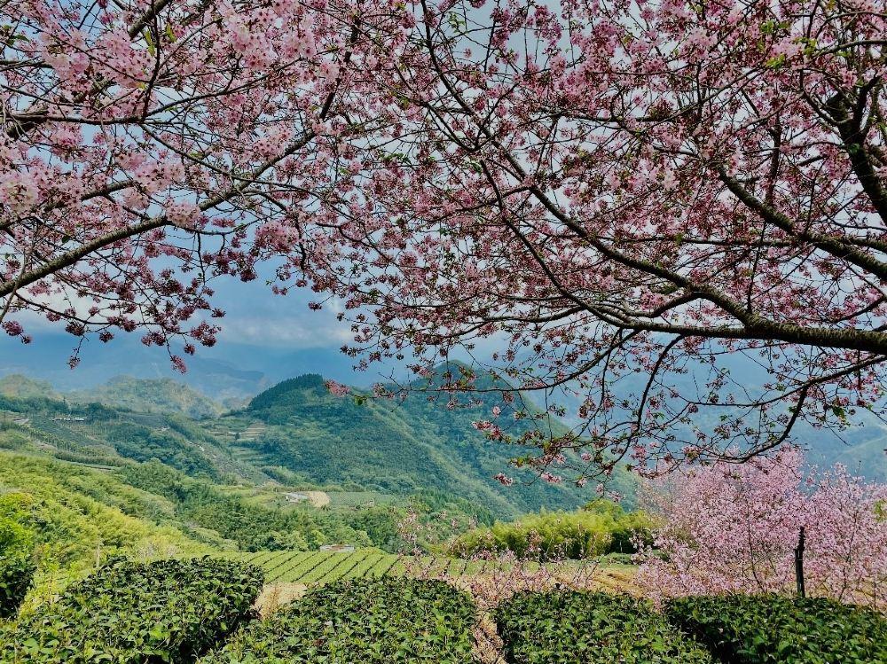 阿里山国家森林游乐区