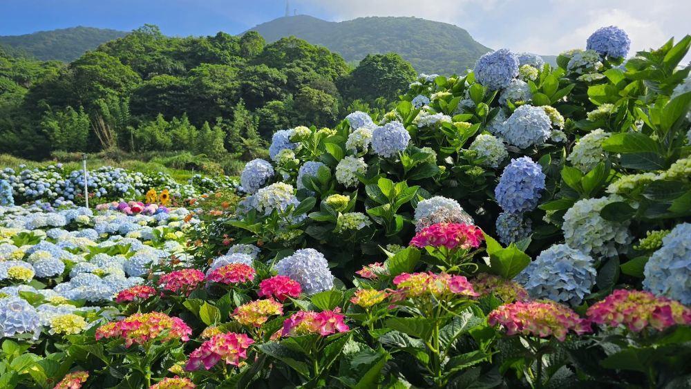 高家绣球花田水尾第二园区