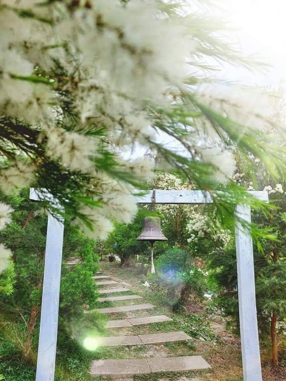 哈比丘茶树森林