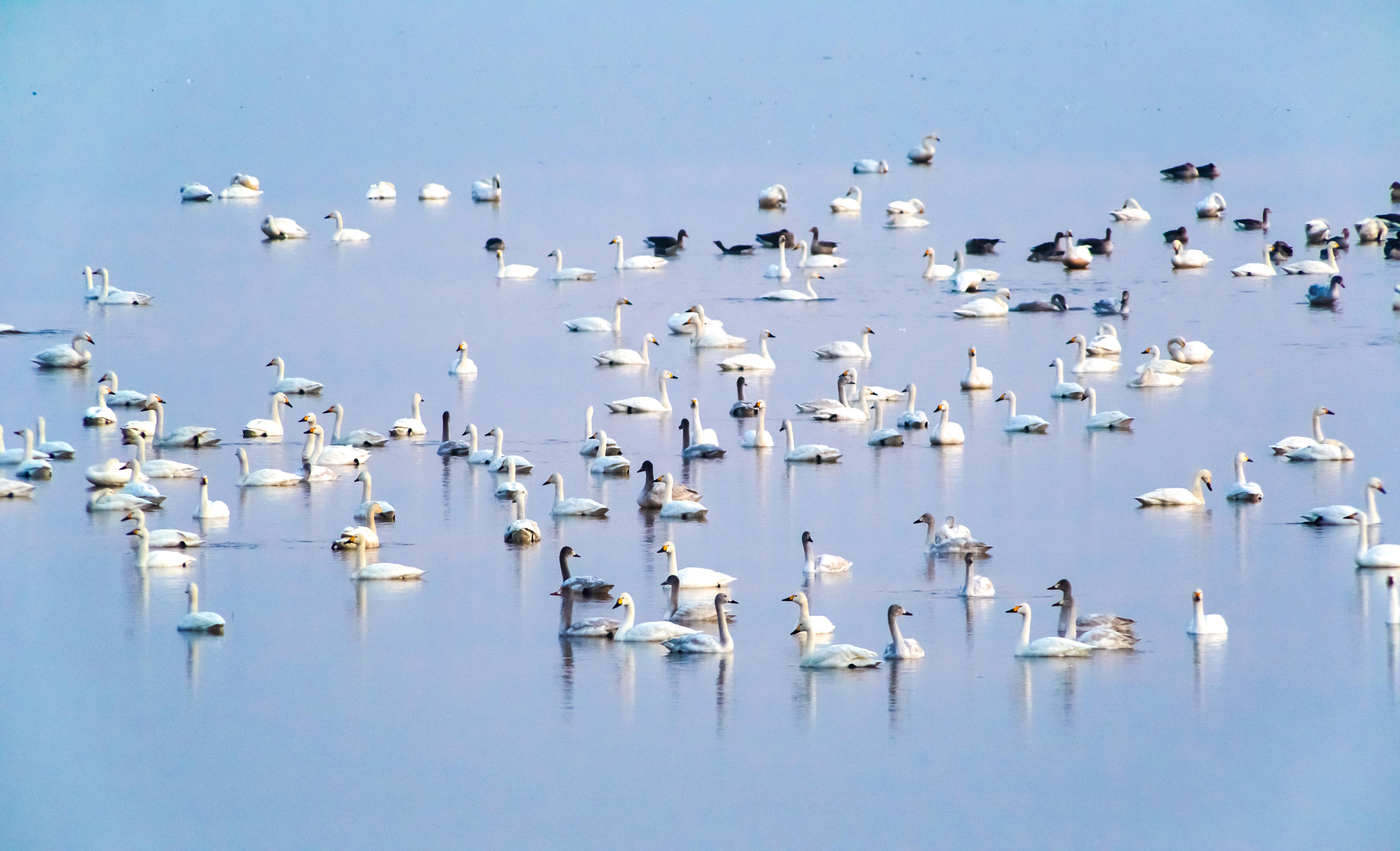 向阳湖湿地•音乐湖畔