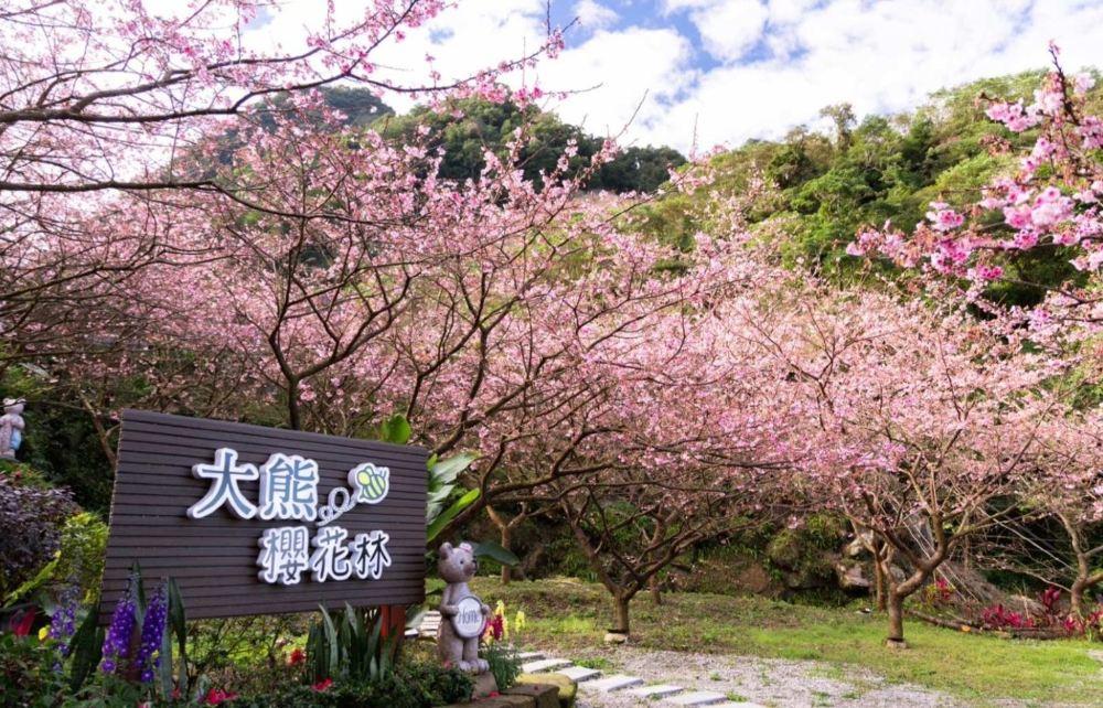 三峡大熊樱花林