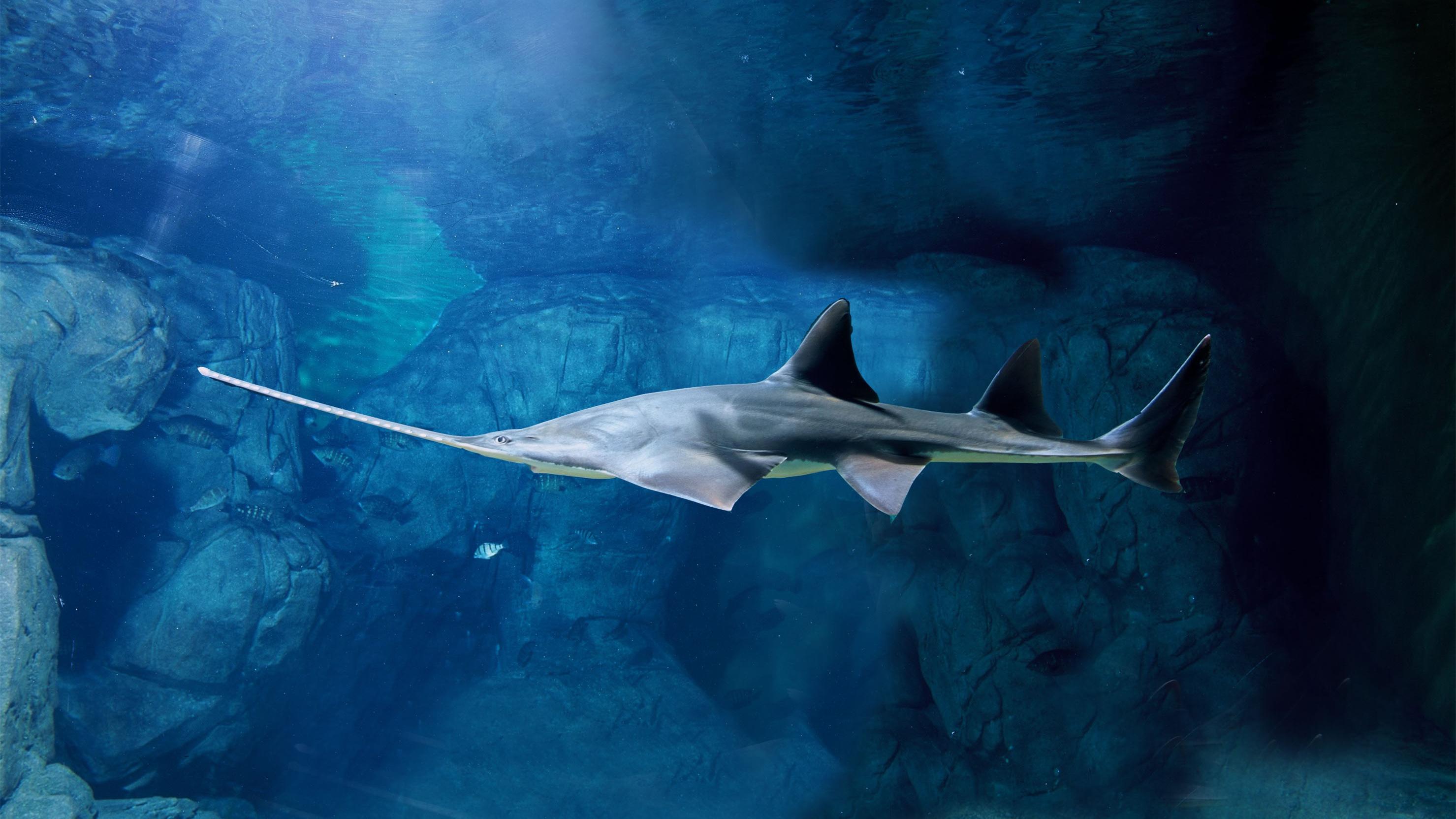 上海海洋水族馆
