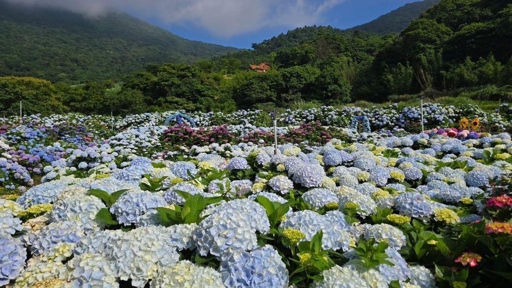 高家绣球花田水尾第二园区