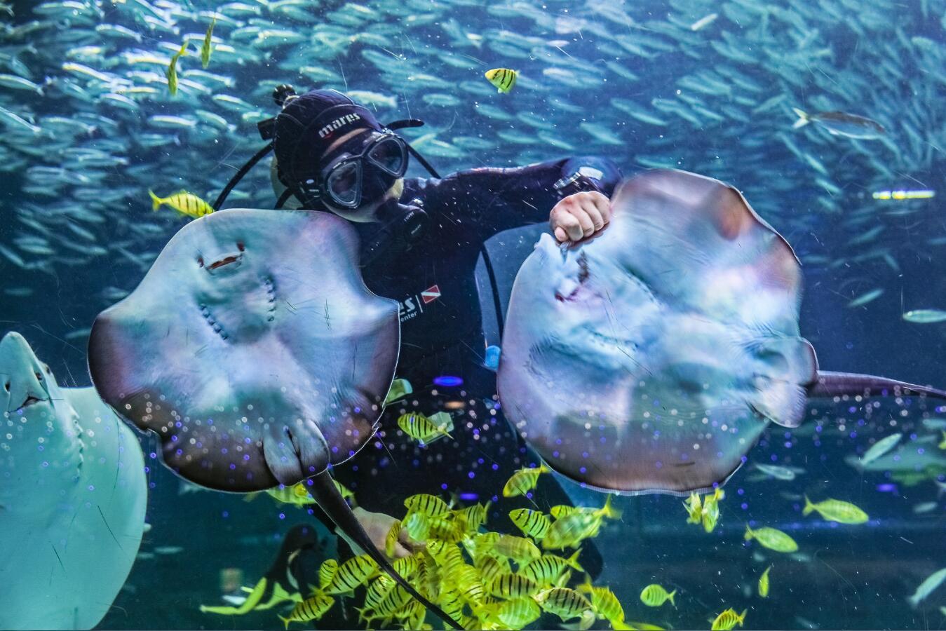 Sea Life COEX水族馆