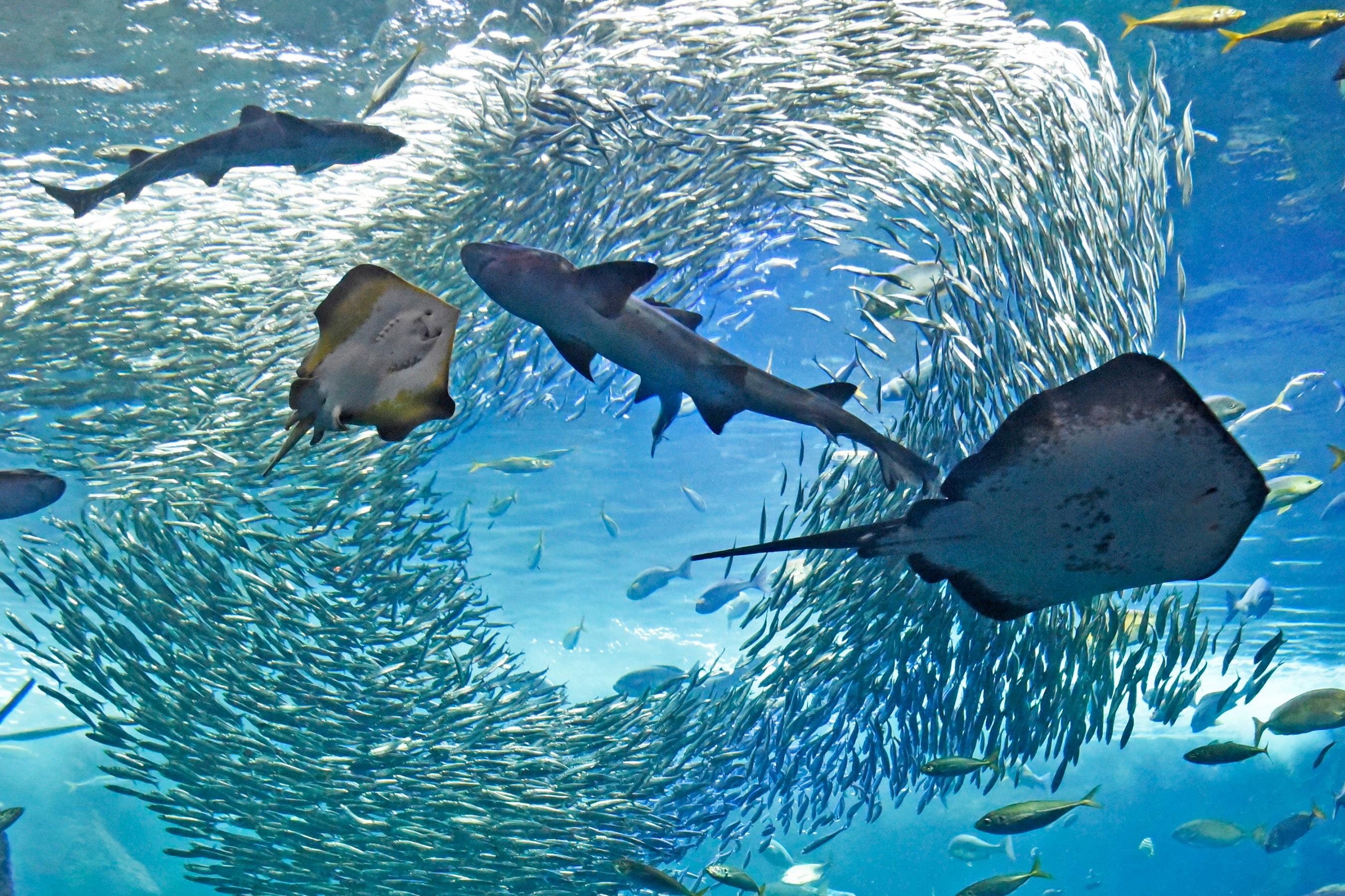 新江之岛水族馆