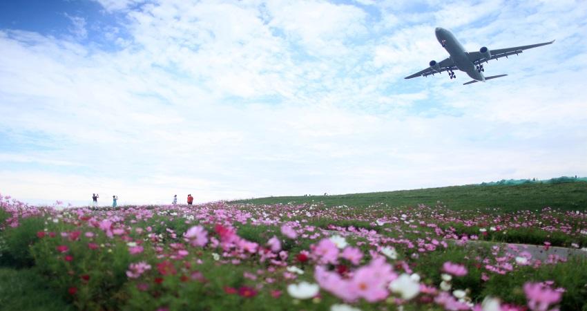 空港花田