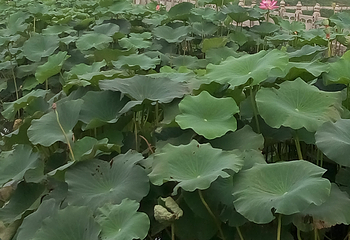 汇馨芳香世界第 7 张图片