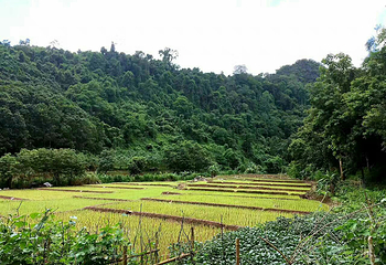 勐远仙境第 51 张图片