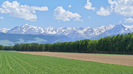 昭苏汗腾格里雪山麦田第 1 张图片