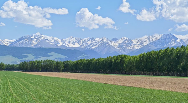 昭苏汗腾格里雪山麦田