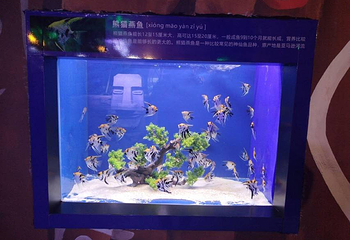 河上街古镇第 10 张图片