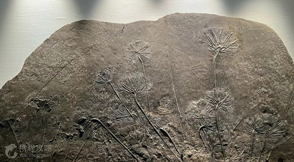 中国地质大学(北京)博物馆