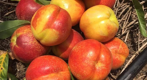 沈阳市浑南区李相石官崔家油桃采摘园