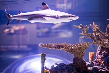 加拿大里普利水族馆第 5 张图片