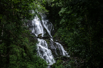 高黎贡山第 69 张图片