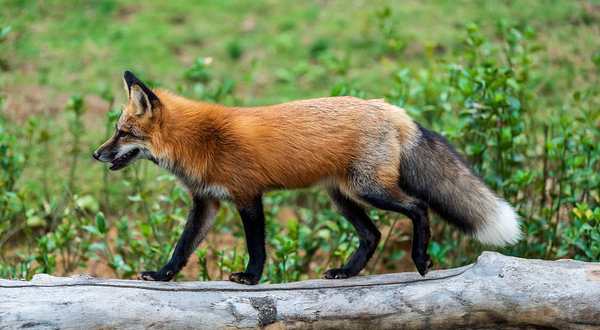 郑州市动物园-动物王国