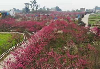 美樱花海第 11 张图片