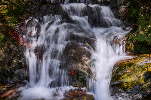 千岛湖森林氧吧