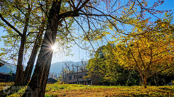 尤溪龙门银杏林