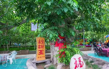 核桃七仙园第 7 张图片