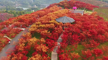 南湖多彩植物园第 25 张图片