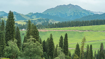 巩留库尔德宁柏睿营地