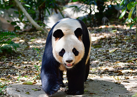 深圳野生动物园