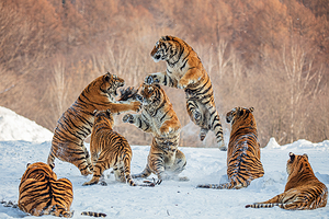 横道河子东北虎林园