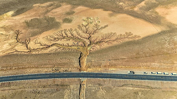 西藏阿里大地之树