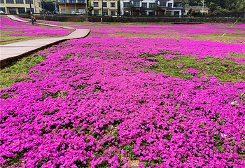 石燕湖芝樱花海第 8 张图片