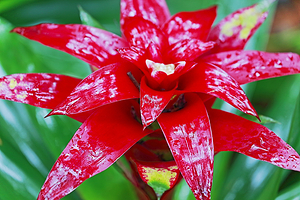 六甲高山植物园