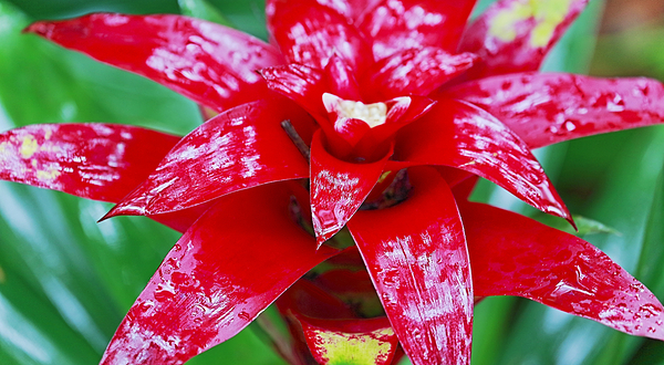 六甲高山植物园