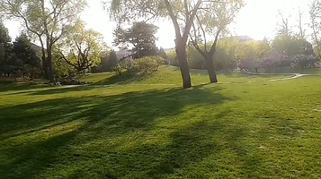 清华大学-情人坡