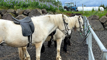 Solhestar Horse rental Reykjavik