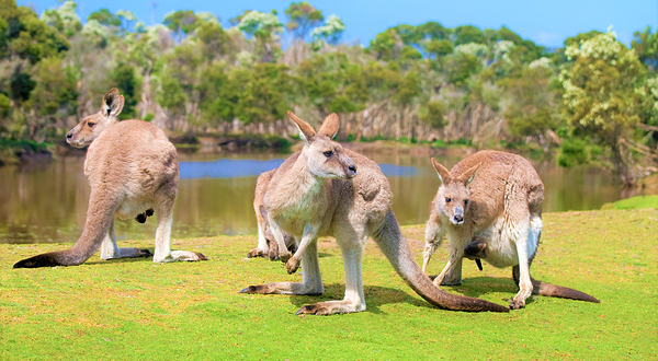 菲利普岛野生动物园