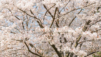 鸟取城迹・久松公园