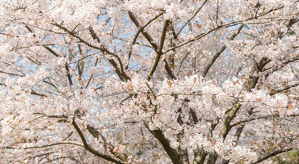 鸟取城迹・久松公园