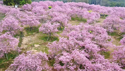 天适樱花悠乐园第 54 张图片