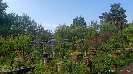 阳光盆景园(黔桂万峰城店)第 2 张图片