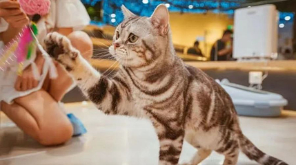 猫咪博物馆(弘阳广场店)第 1 张图片