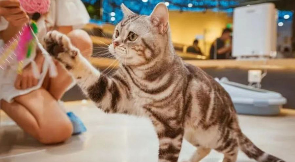 猫咪博物馆(弘阳广场店)