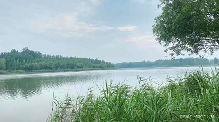 萧县黄河故道湿地公园第 1 张图片