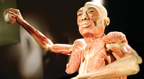 人体构造展览会