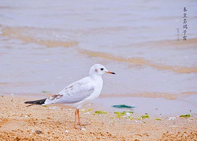 鸽子窝公园-观景台